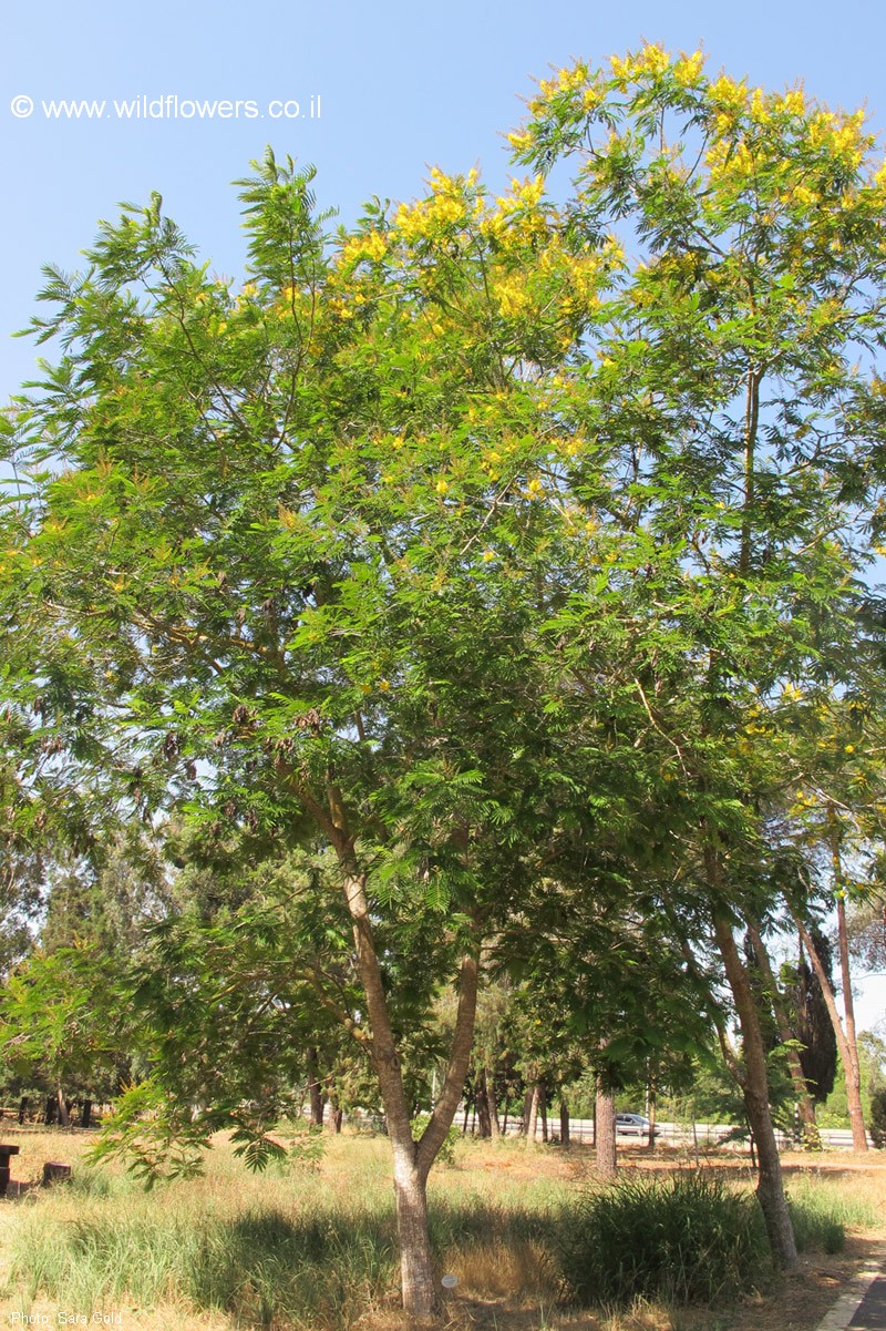 Peltophorum africanum